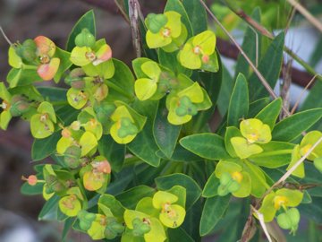 Una Euphorbia - Euphorbia dendroides